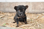 Chi-yaya (Min. Pin Mix Small Breed) - Miniature Pinscher Mix Dog