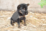 Chi-yaya (Min. Pin Mix Small Breed) - Miniature Pinscher Mix Dog