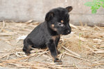 Chi-yaya (Min. Pin Mix Small Breed) - Miniature Pinscher Mix Dog