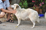Lady - Spitz Dog