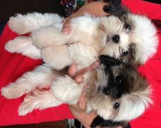 Shih Tzu - Thick Coat And Supercute - Shih Tzu Dog