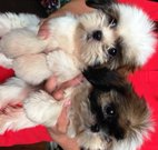 Shih Tzu - Thick Coat And Supercute - Shih Tzu Dog