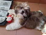 Sushi - Shih Tzu Dog