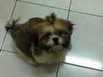 Sushi - Shih Tzu Dog