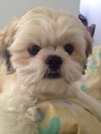 Sushi - Shih Tzu Dog