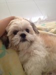 Sushi - Shih Tzu Dog