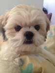 Sushi - Shih Tzu Dog