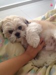 Sushi - Shih Tzu Dog