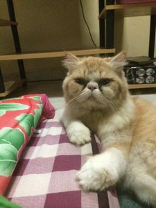 Sunny - Persian Cat