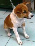 Lovely - Mixed Breed Dog