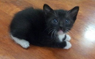 Black &amp; White Kittens - Domestic Short Hair Cat