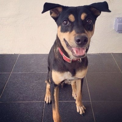 Happy - Mixed Breed Dog