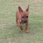 Chily - Miniature Pinscher Dog