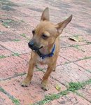 Chily - Miniature Pinscher Dog