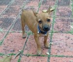 Chily - Miniature Pinscher Dog