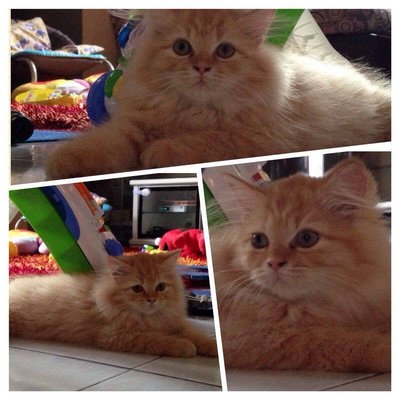 Ming Ming - Persian Cat