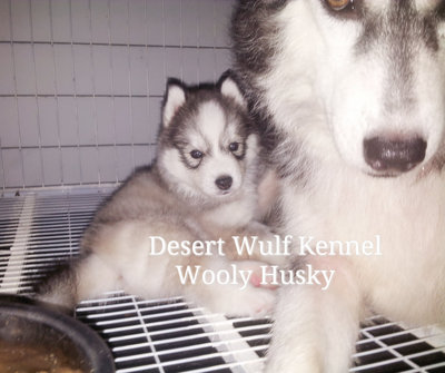 Wooly Husky  - Husky Dog