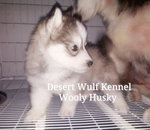 Wooly Husky  - Husky Dog