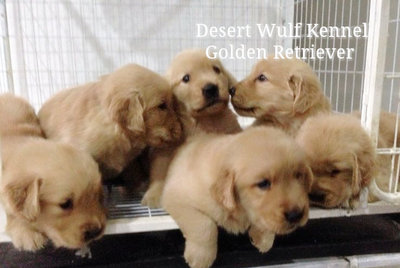 Golden Retriever W/ Mka  - Golden Retriever Dog