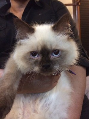 Brownie / Prince  - Birman + Ragdoll Cat