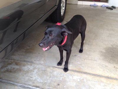 Happy - Mixed Breed Dog