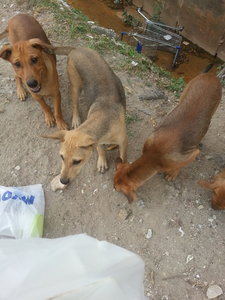 Stray Cute Dogs - Mixed Breed Dog