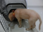 Golden (Puchong) - Mixed Breed Dog