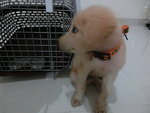 Golden (Puchong) - Mixed Breed Dog