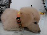 Golden (Puchong) - Mixed Breed Dog