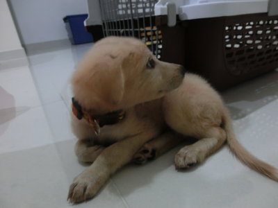 Golden (Puchong) - Mixed Breed Dog