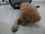 Golden (Puchong) - Mixed Breed Dog