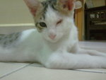 Ute (Buta) - Domestic Short Hair Cat