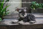 Min.schnauzer Puppy With Mka (M7) - Schnauzer Dog