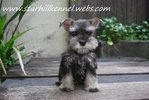 Min.schnauzer Puppy With Mka (M7) - Schnauzer Dog