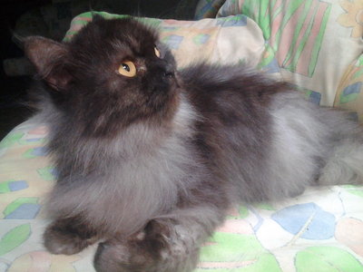 Comel - Persian + Munchkin Cat