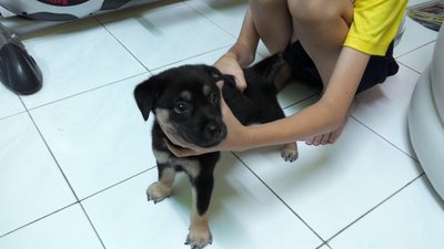 Lucky - Mixed Breed Dog