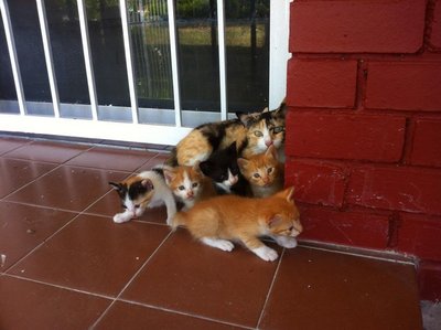 5 Kittens - Domestic Short Hair Cat