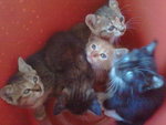 Mama N 5 Kitties - Domestic Short Hair Cat