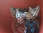 Mama N 5 Kitties - Domestic Short Hair Cat