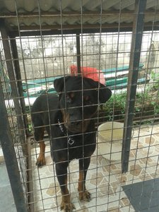 Kaaling - Rottweiler Dog