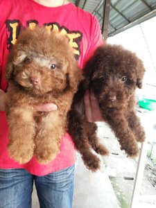 Handsome Male Toy Poodle A1318 - Poodle Dog