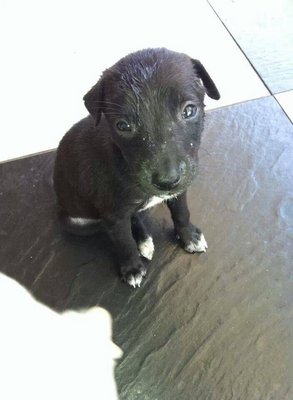 Blacky - Mixed Breed Dog