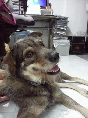 Beng2 - Mixed Breed Dog