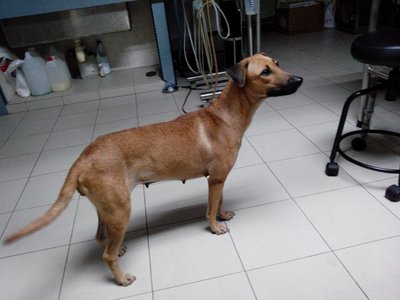 Brownie - Mixed Breed Dog