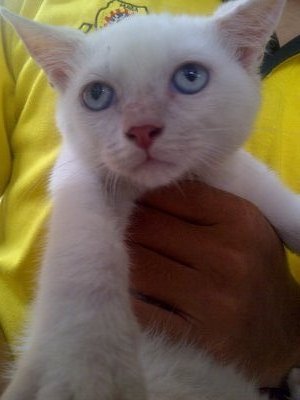 Putih - Domestic Medium Hair Cat