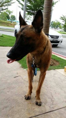 Leo - Belgian Shepherd Malinois Dog