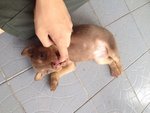 萌萌 (Meng Meng) - Mixed Breed Dog