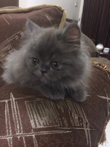 Dodi - Persian Cat