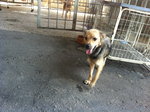 Rima The Sweetheart - Mixed Breed Dog