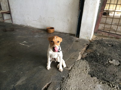 Mark The Handsome Boy - Mixed Breed Dog